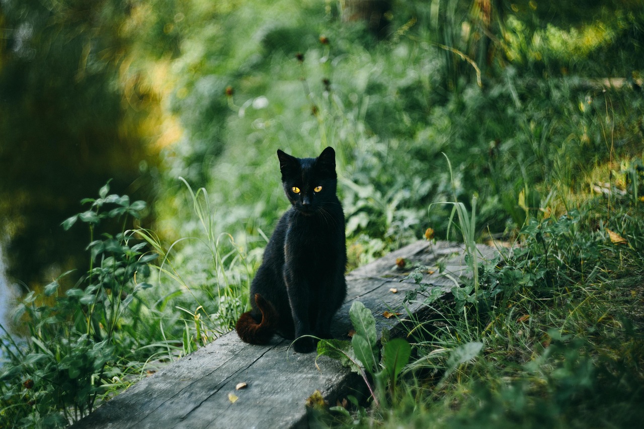 猫のグリニーズに関する口コミはどうなっているの？