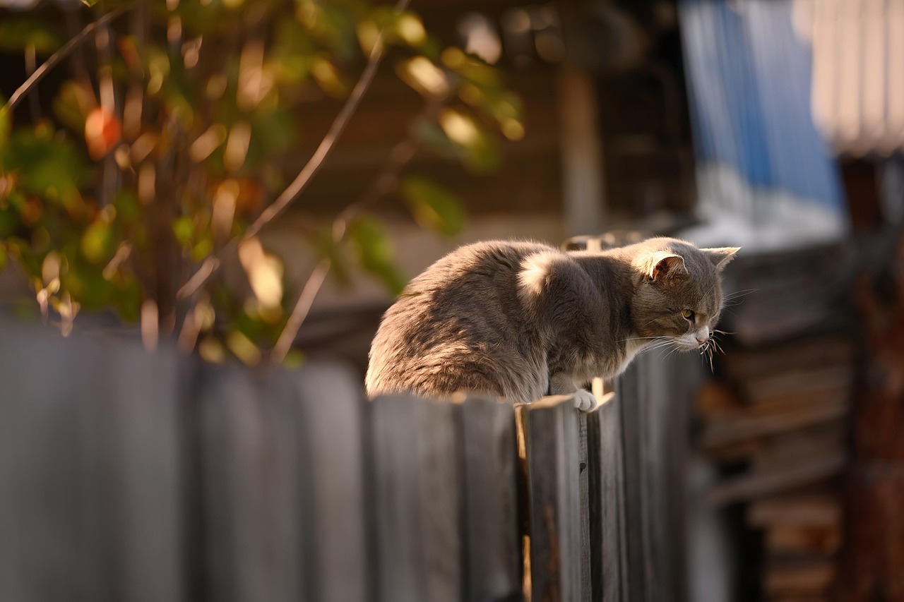 猫のグリニーズに関する口コミは本当に信頼できるのか？