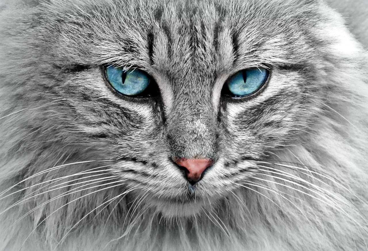 猫の口臭を改善するための効果的なケア方法は？