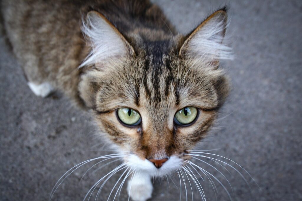 猫の口臭ケアで歯磨きをうまくできない時の対処法は？
