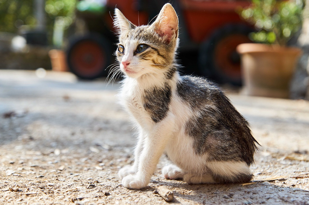 猫の口臭ケアにおすすめのサプリメントは子猫に安全ですか？