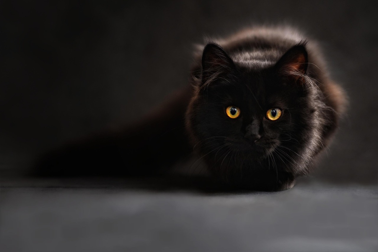 猫の口臭ケアに効果的な方法は？