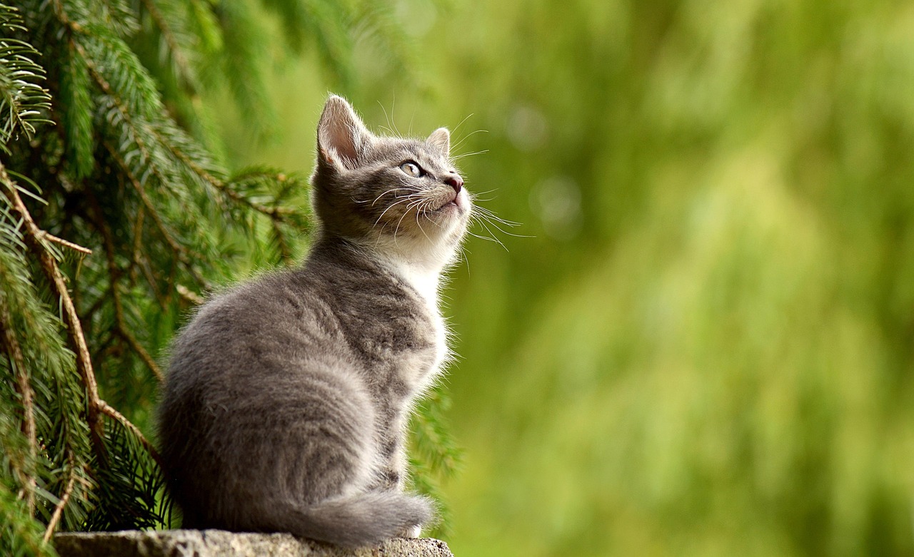 猫の口臭ケアに最適なサプリメントは子猫にとって安全ですか？