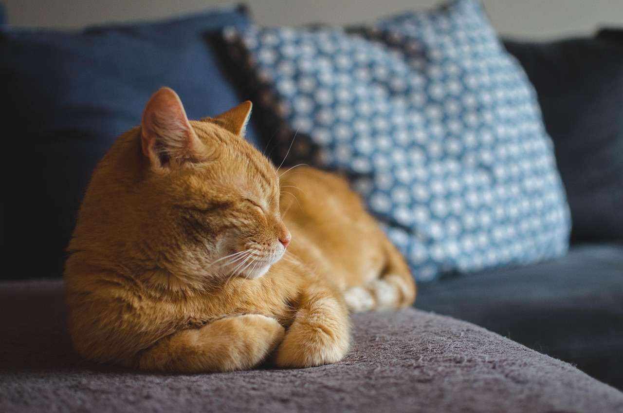 猫の口臭ケアに最適なフードはどこで買う？