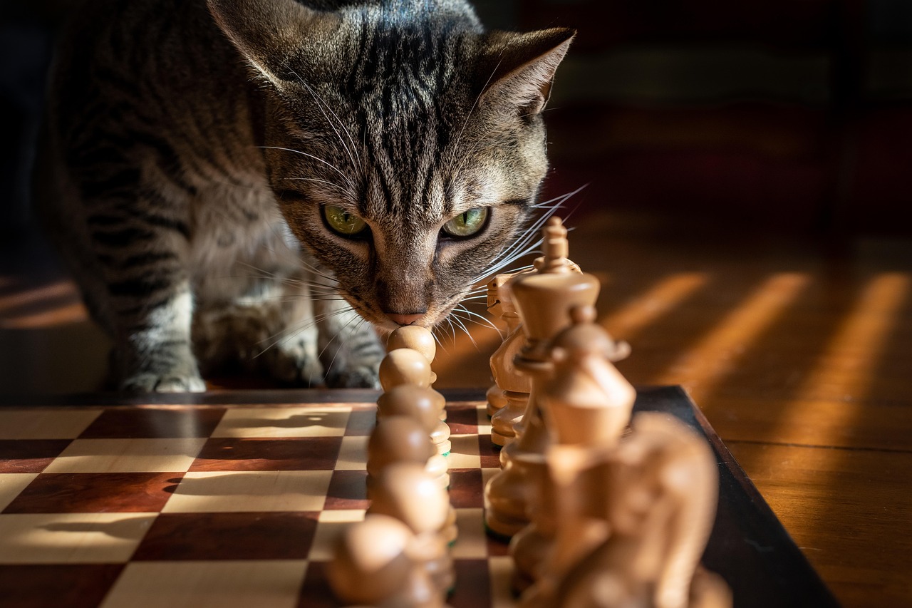 猫の口臭ケアに最適な無香料シートとは？