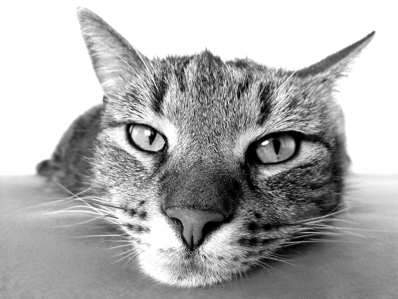 猫グリニーズの口コミでわかる効果とおすすめポイントは？