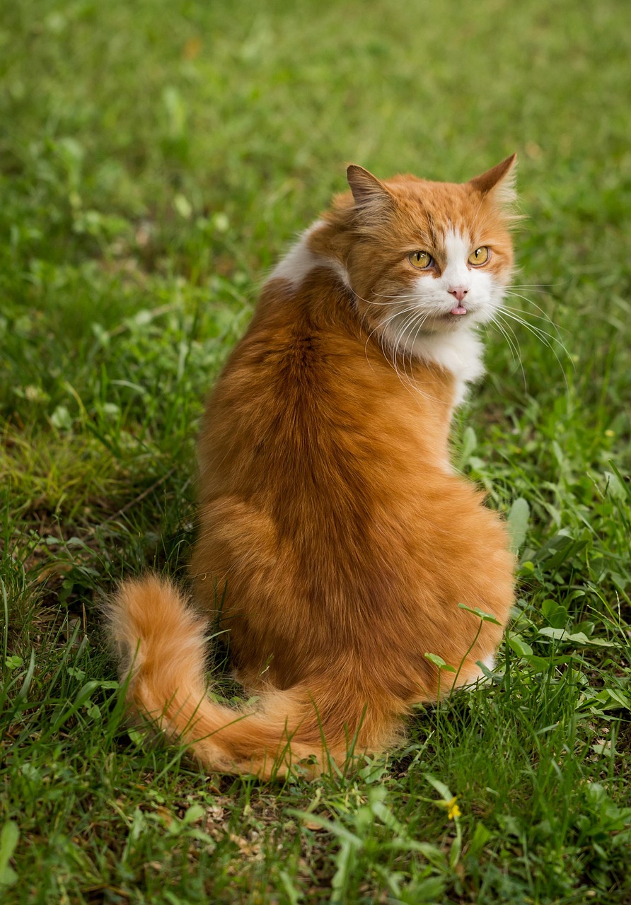 猫の口臭をケアするための消化向上フードは？
