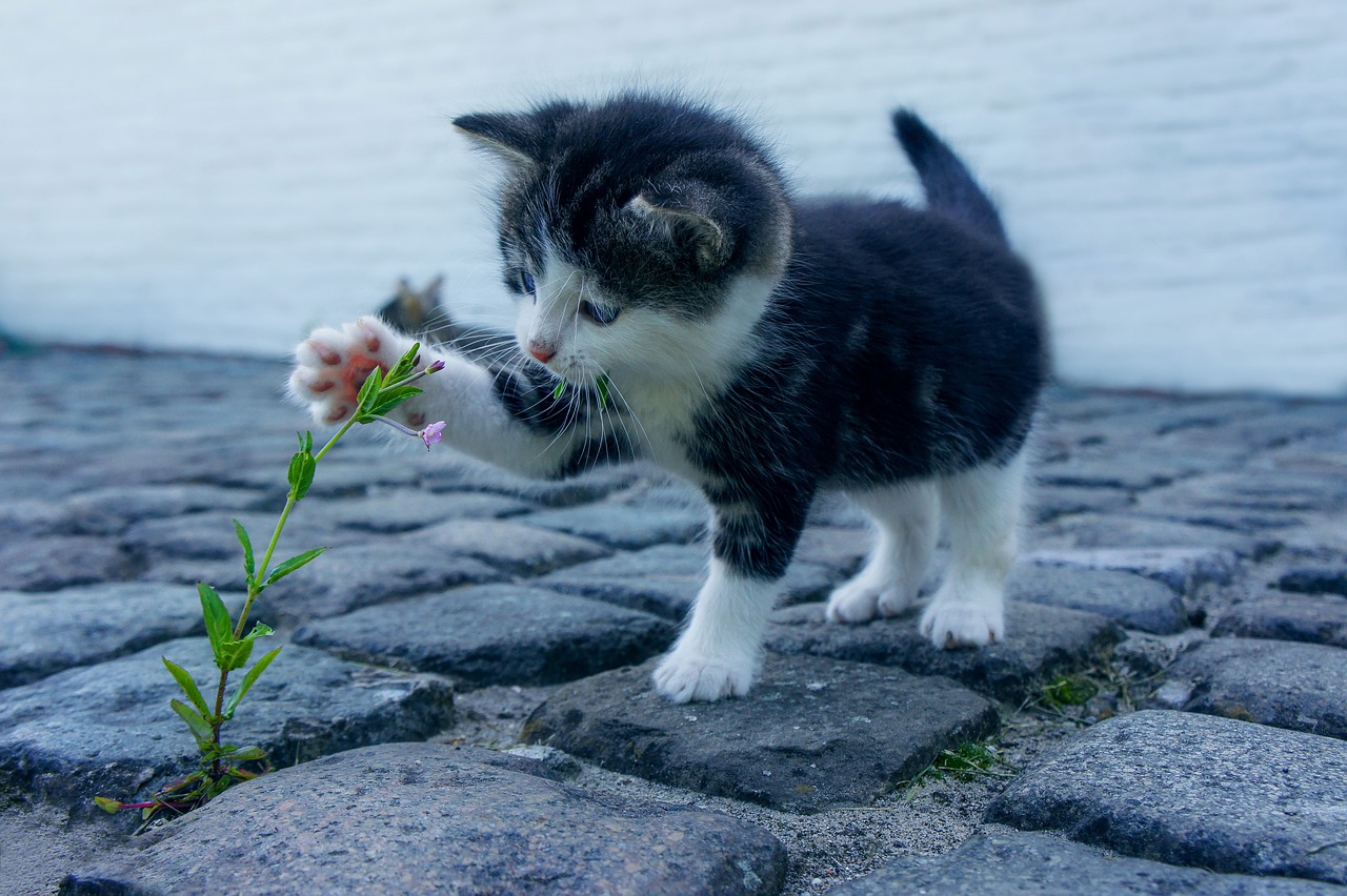 猫の口臭をケアするための高タンパクフードは何が良い？