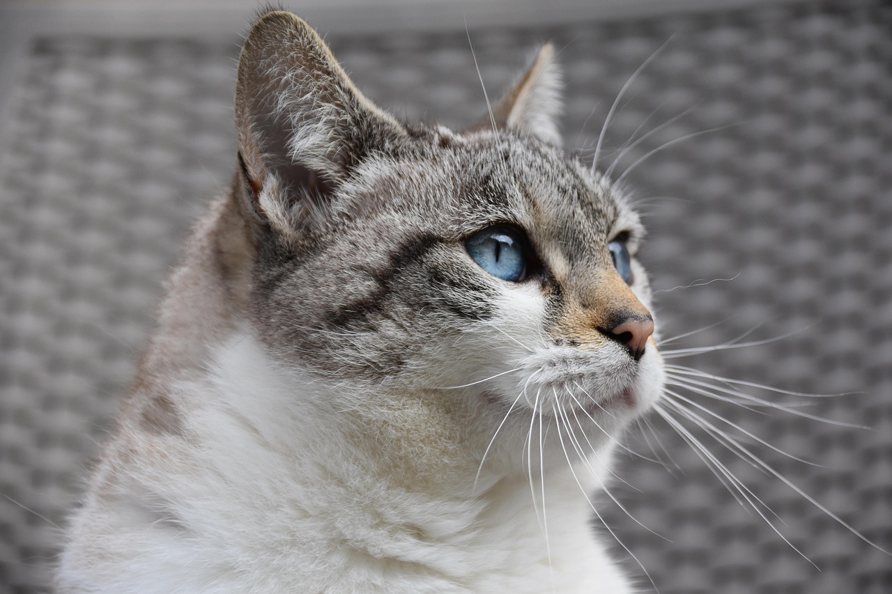猫の口臭ケアにおすすめのごはんトッピングは？