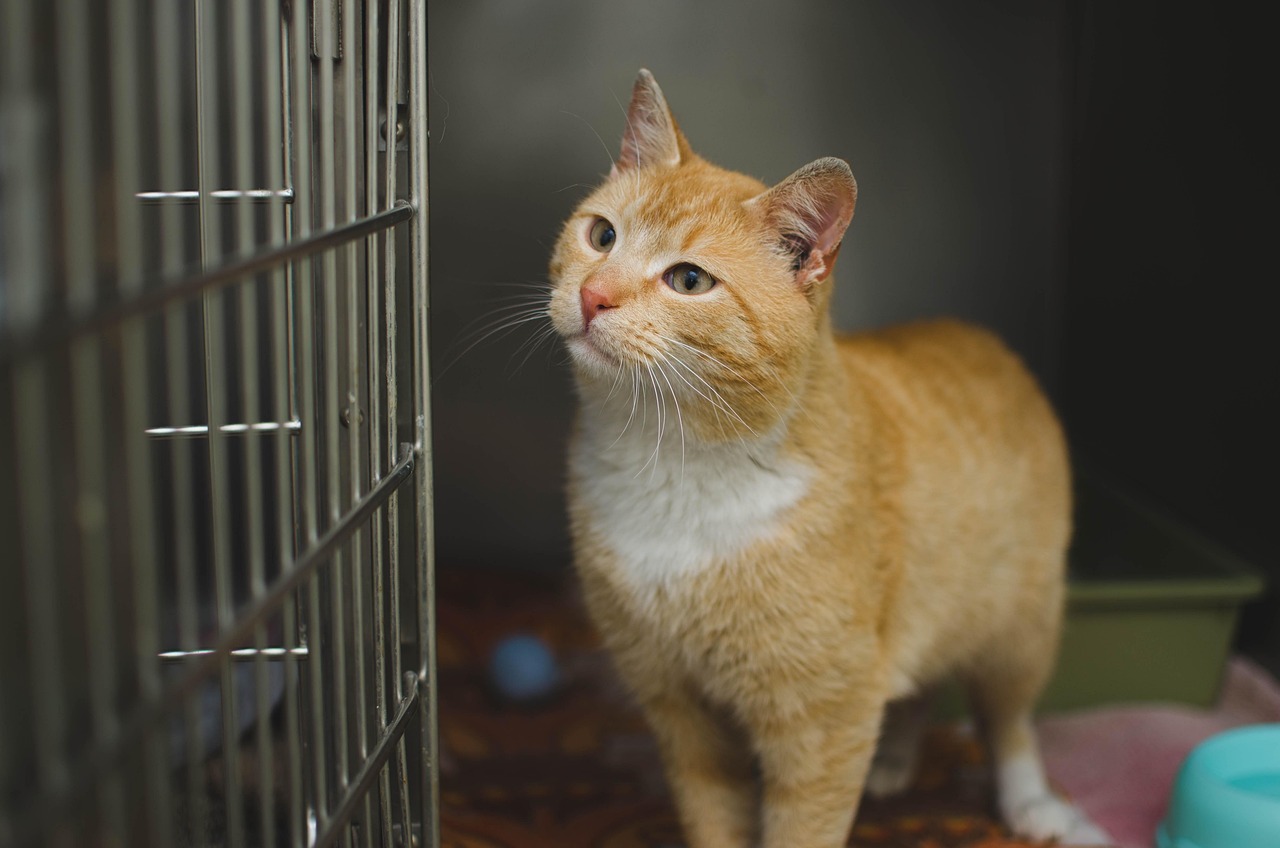 猫の口臭ケアにおすすめのサプリは獣医監修で安心できる？