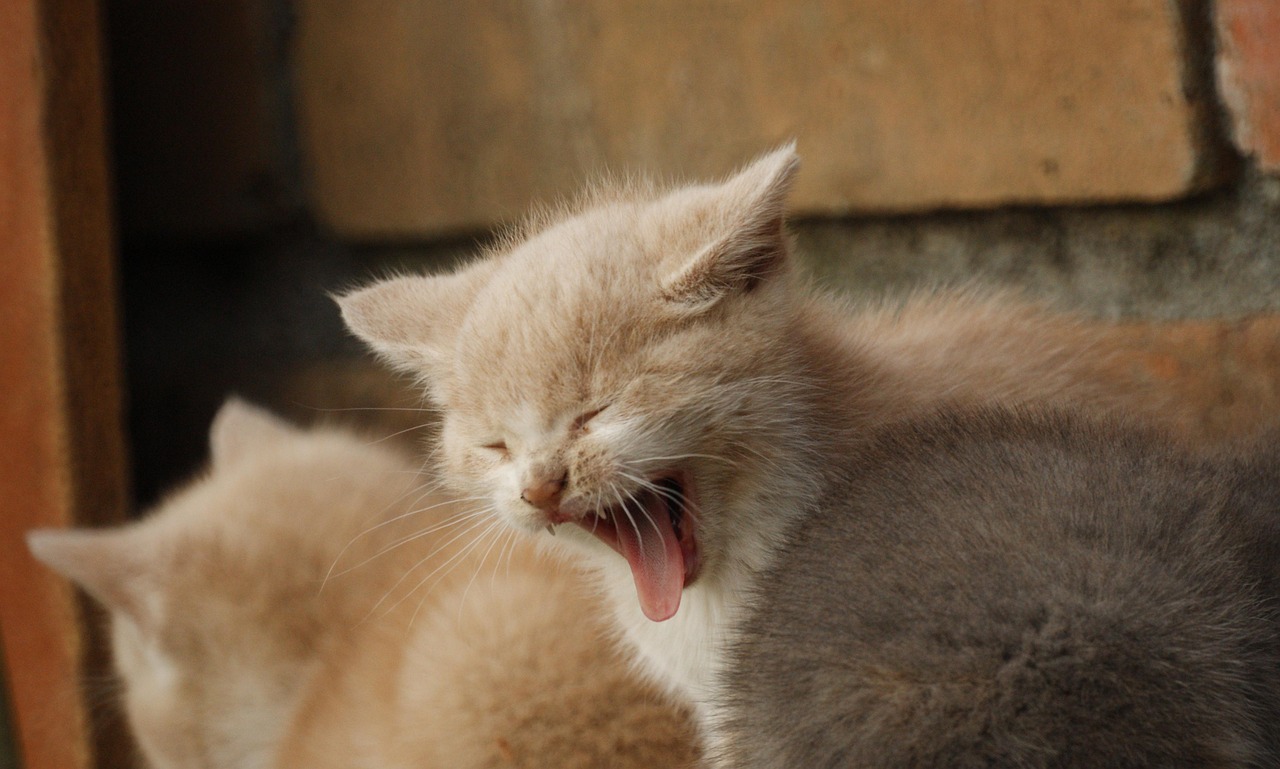 猫の口臭ケアにおすすめの歯磨き粉は飲み込んでも安全ですか？