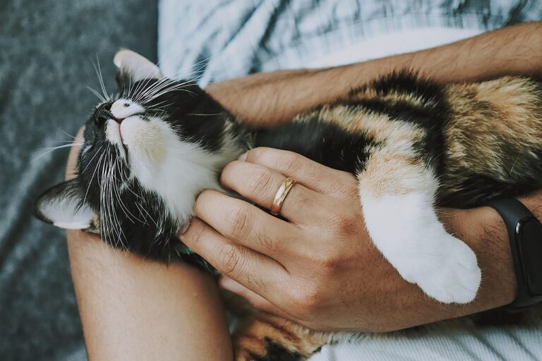猫の口臭ケアにおやつを与えすぎると注意すべきことは？