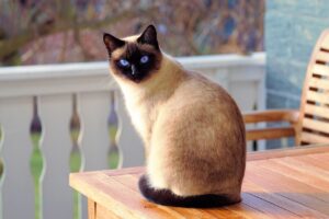 猫の口臭ケアに効果的なガムの与え方は？