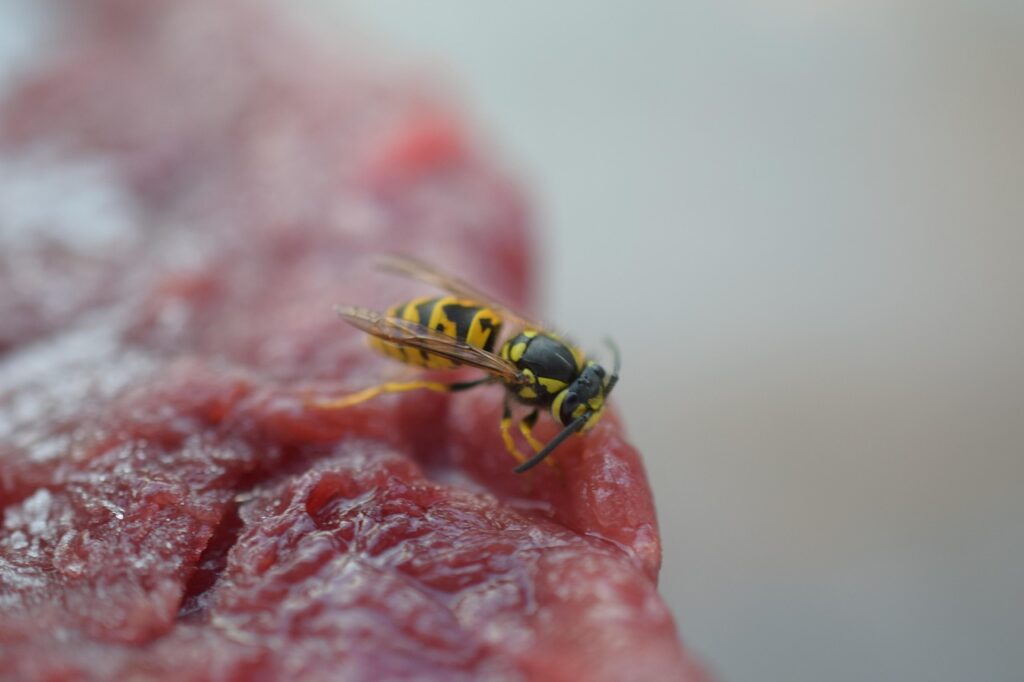 猫の口臭ケアに最適な歯磨き粉を飲み込んだ時の対処法は？