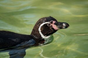 猫の口臭ケアスプレーが効かない場合はどうすればいい？