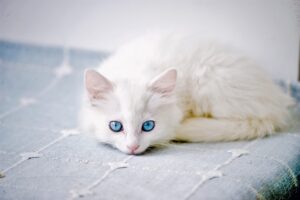 猫の口臭ケアに最適なシリコン製柔らかい歯ブラシは？