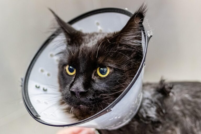 猫の口臭ケアに最適な牛皮ガムはアレルギーに影響する？