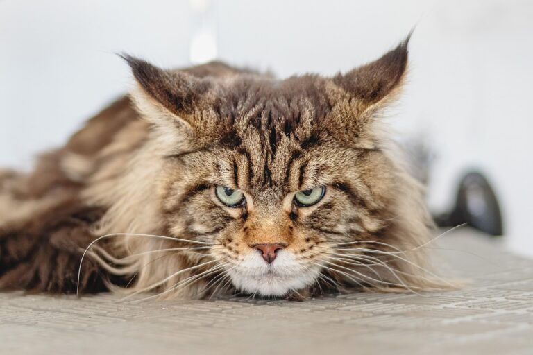 長毛種の猫の口臭ケアにおすすめのグッズは？