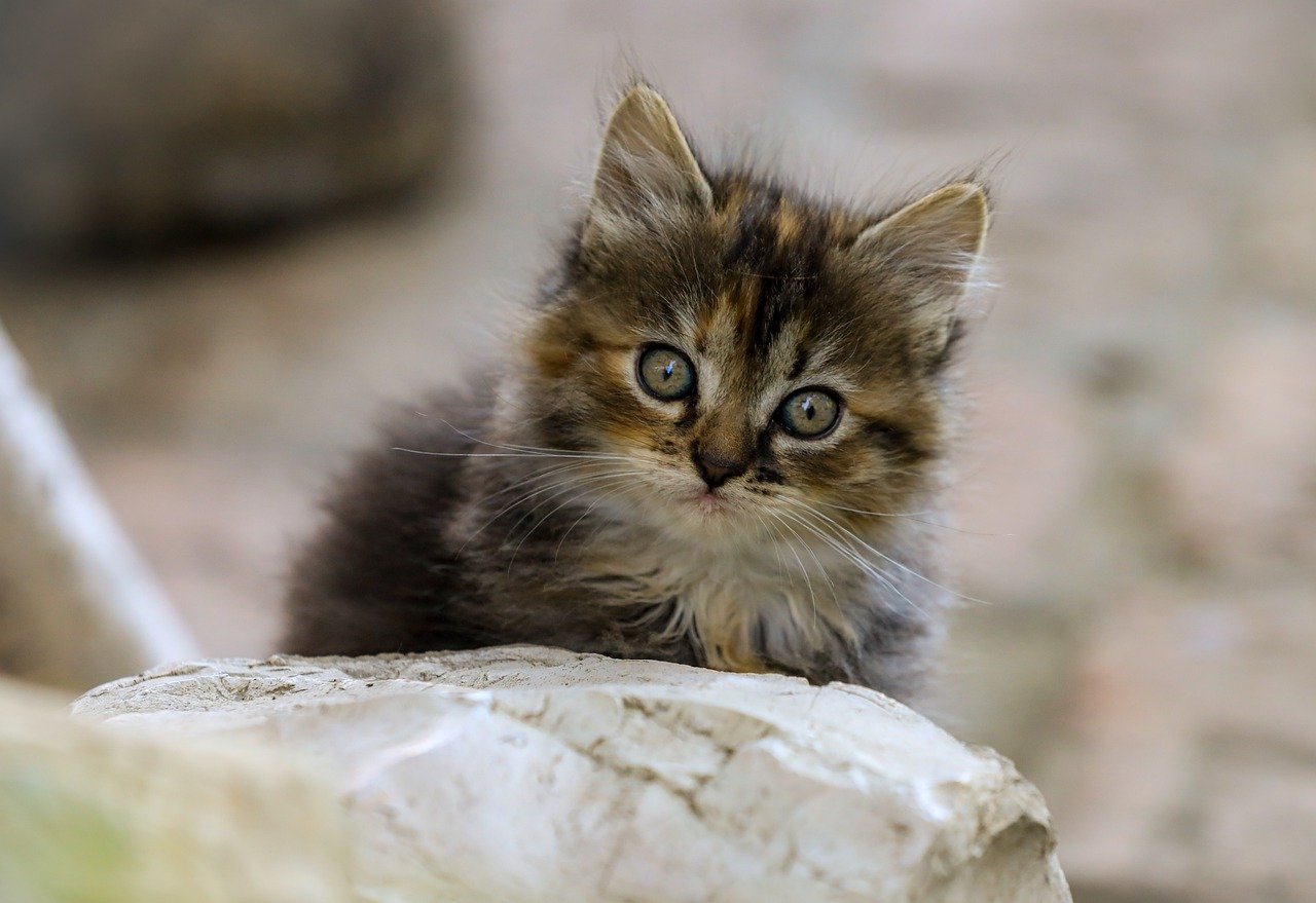 多頭飼いのペットショップでの口臭ケアの頻度はどれくらいが理想？