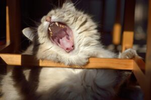 猫の口臭をケアするための歯石予防方法は？