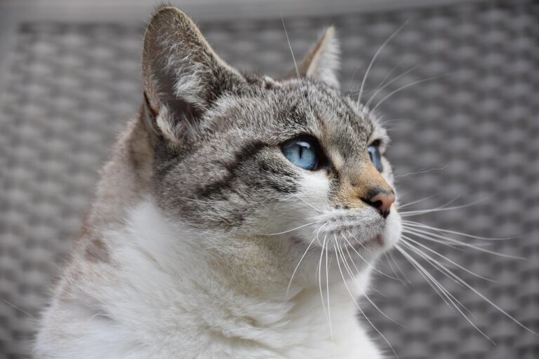 猫の口臭ケアにおすすめのグッズはペットショップで手に入る？