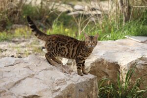 猫の口臭ケアにおすすめの安いグッズが買える店舗は？