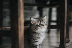 猫の口臭ケアにガムはいつから子猫に使えるの？