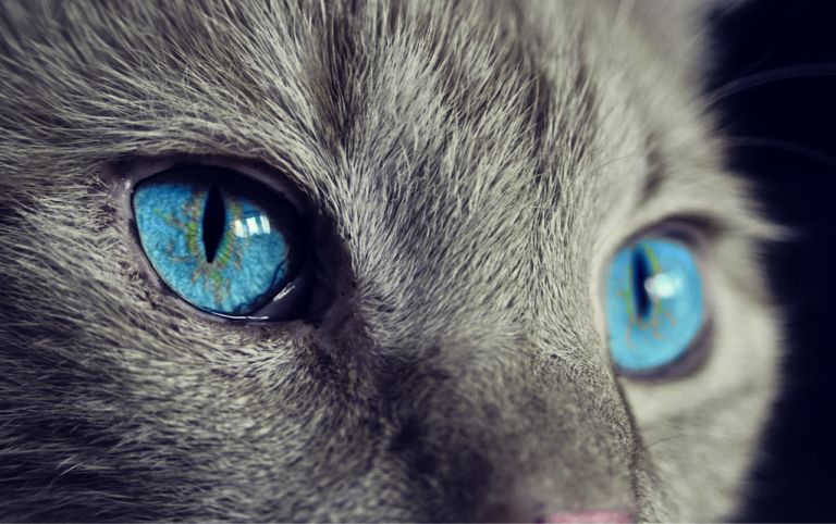 猫の口臭ケアに最適なフードへの切り替え方法は？