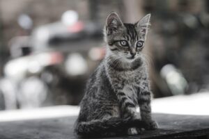 多頭飼いに最適な歯石対策としての口腔ケアシート比較は？