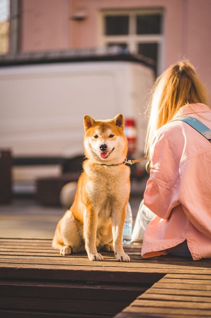 多頭飼いの犬猫におすすめの歯石ケア方法と口コミは？