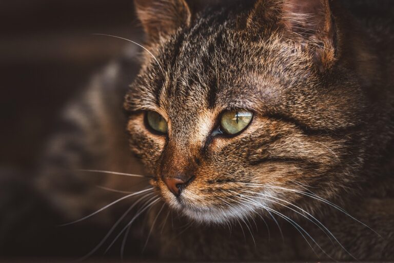 子猫の口臭を改善するためのおすすめ方法は？