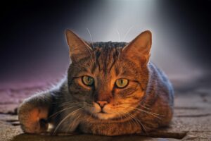 室内飼い猫の口臭を改善するためのおすすめ口臭サプリは？