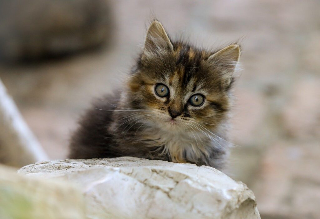 室内飼い猫の口臭ケアにおすすめの通販商品は？