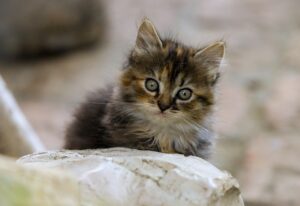 室内飼い猫の口臭ケアにおすすめの通販商品は？