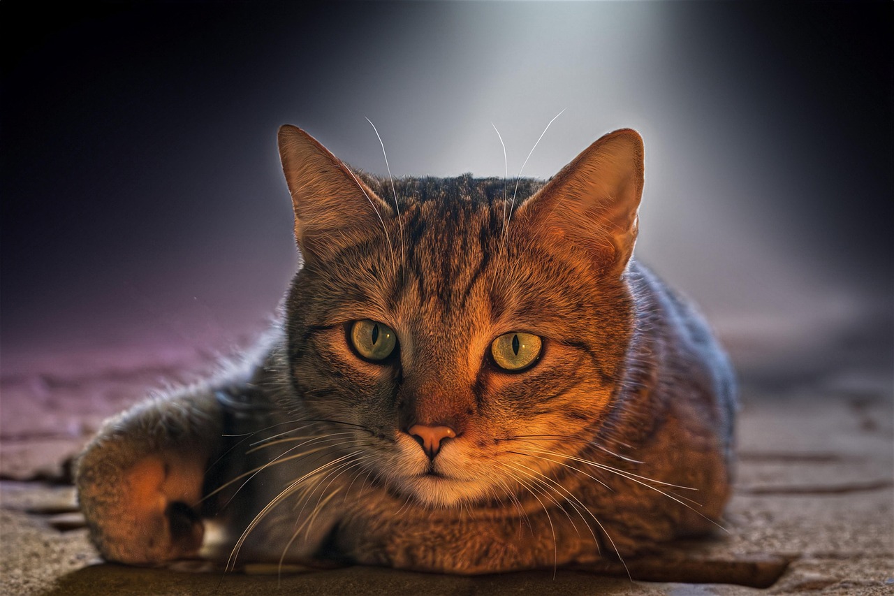 室内飼い猫の口臭ケア方法を比較してみましたは？