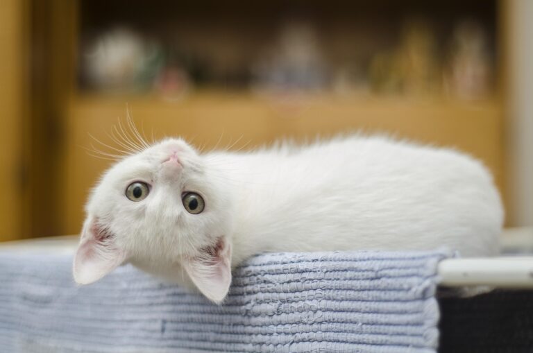 猫の口臭ケアで嫌がる時のグッズ対処法は？