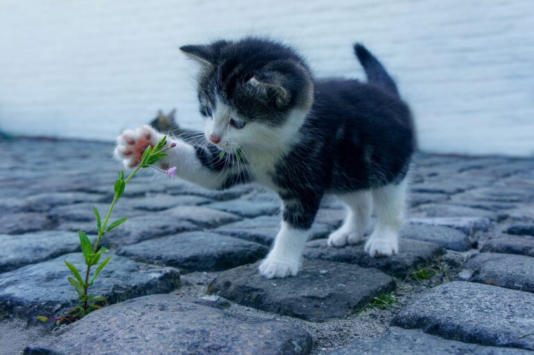 猫の口臭ケアにおすすめのグッズお試しセットは？
