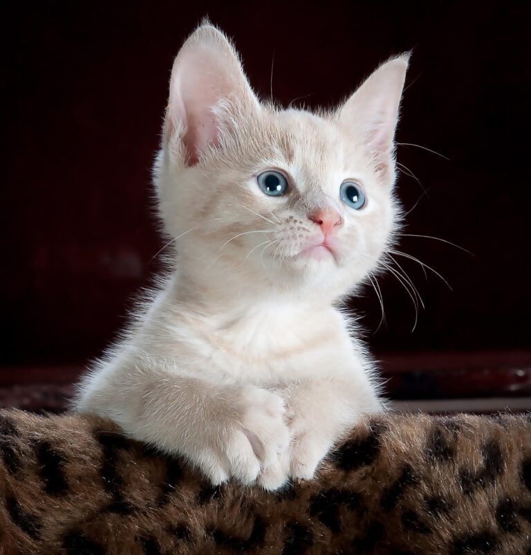 猫の口臭ケアにおすすめのグッズはAmazonでどれを選ぶべき？