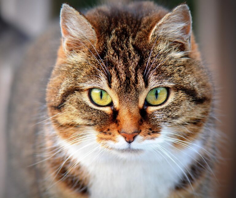 猫の口臭ケアにおすすめの初心者向けグッズは？