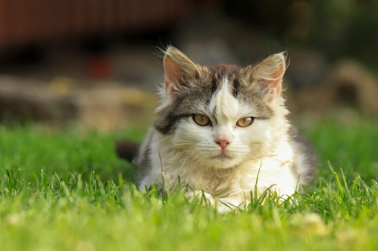 猫の口臭ケアに使えるグッズは子猫にもおすすめですか？