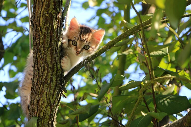 猫の口臭ケアに最適な無香料低刺激グッズとは？