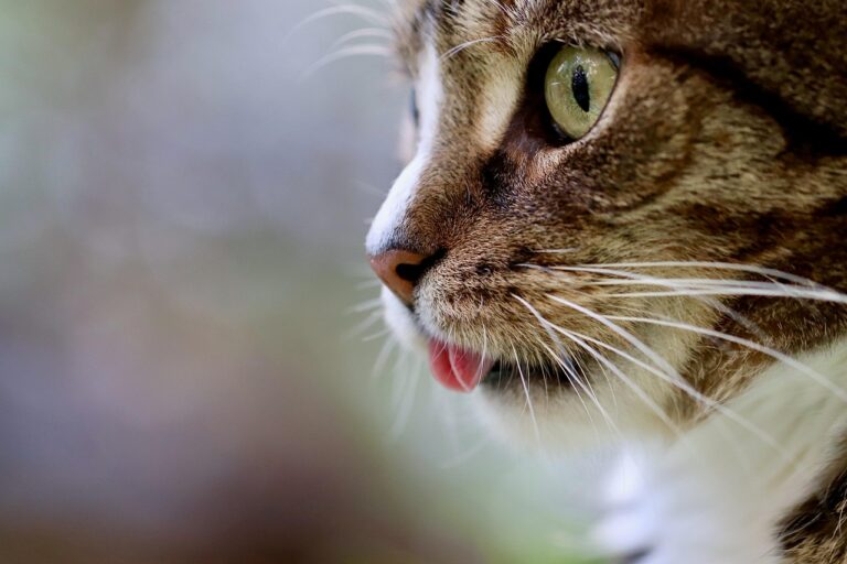 猫の口臭ケアに最適な舐めても安心なグッズは？