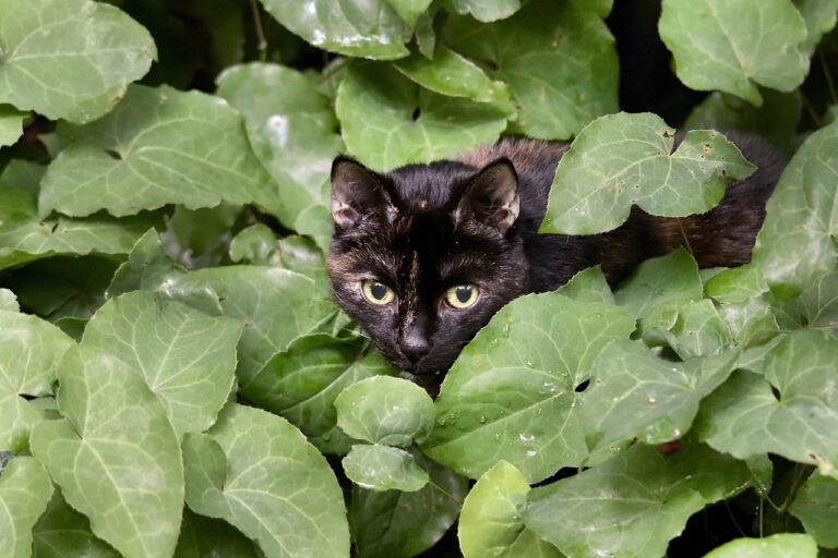 猫の口臭対策におすすめのグッズと口臭サプリの比較は？