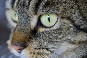 猫の歯磨きシートの使い方と効果的なコツは？